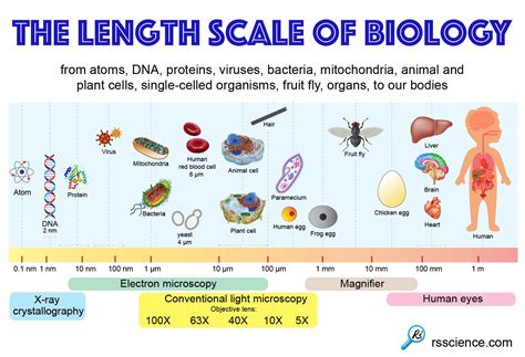 Cell Size and Scale